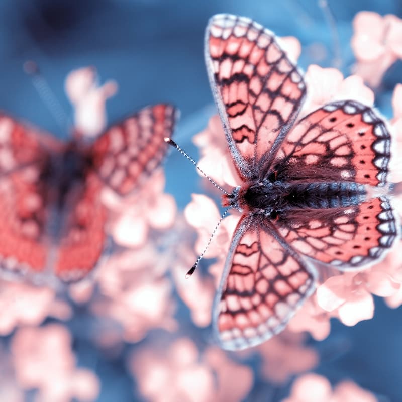 Do you pause with the beauty of a butterfly?