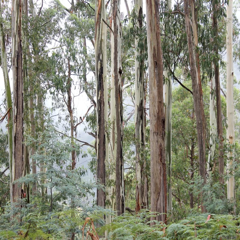 Do you spend time exploring the forest?