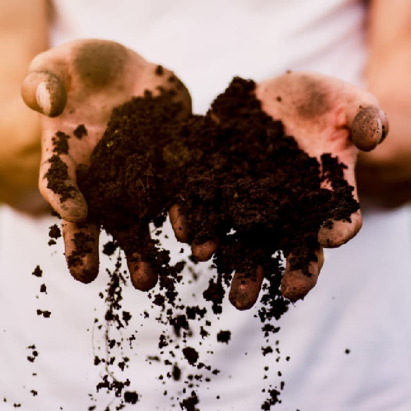 Are you growing your own produce?